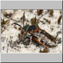 Epeolus sp - Filzbiene w01b 8mm - Teverener-Heide.jpg